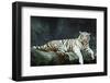 Female Wild White Tiger from Thailand-sasilsolutions-Framed Photographic Print