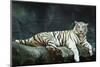 Female Wild White Tiger from Thailand-sasilsolutions-Mounted Photographic Print