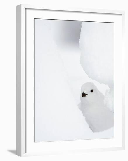 Female Willow Grouse - Ptarmigan (Lagopus Lagopus) Looking Out From Behind Snow-Markus Varesvuo-Framed Photographic Print