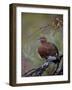 Female Willow Ptarmigan, Denali National Park and Preserve, Alaska, United States of America-James Hager-Framed Photographic Print