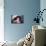 Female with Red Curly Hair-Luis Beltran-Mounted Photographic Print displayed on a wall