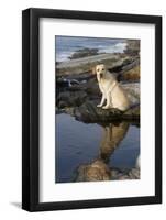 Female Yellow Labrador Retriever Casting Reflection in Tidal Pool on Seashore Rocks, Pemaquid-Lynn M^ Stone-Framed Photographic Print