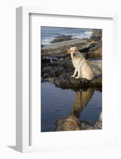 Female Yellow Labrador Retriever Casting Reflection in Tidal Pool on Seashore Rocks, Pemaquid-Lynn M^ Stone-Framed Photographic Print