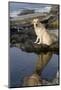 Female Yellow Labrador Retriever Casting Reflection in Tidal Pool on Seashore Rocks, Pemaquid-Lynn M^ Stone-Mounted Photographic Print