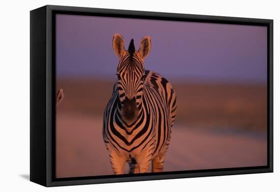 Female Zebra in Early Morning Light-Paul Souders-Framed Stretched Canvas