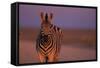 Female Zebra in Early Morning Light-Paul Souders-Framed Stretched Canvas