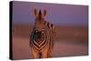 Female Zebra in Early Morning Light-Paul Souders-Stretched Canvas