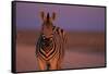 Female Zebra in Early Morning Light-Paul Souders-Framed Stretched Canvas