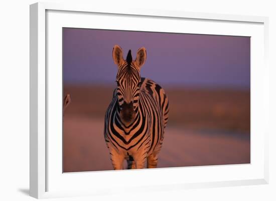 Female Zebra in Early Morning Light-Paul Souders-Framed Photographic Print