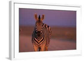 Female Zebra in Early Morning Light-Paul Souders-Framed Photographic Print