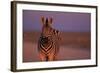 Female Zebra in Early Morning Light-Paul Souders-Framed Photographic Print