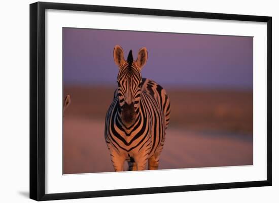 Female Zebra in Early Morning Light-Paul Souders-Framed Photographic Print