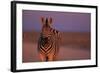 Female Zebra in Early Morning Light-Paul Souders-Framed Photographic Print