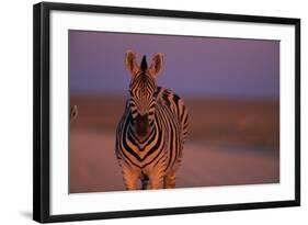 Female Zebra in Early Morning Light-Paul Souders-Framed Photographic Print