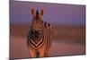 Female Zebra in Early Morning Light-Paul Souders-Mounted Photographic Print