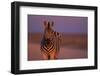 Female Zebra in Early Morning Light-Paul Souders-Framed Photographic Print