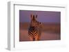 Female Zebra in Early Morning Light-Paul Souders-Framed Photographic Print