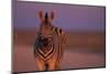 Female Zebra in Early Morning Light-Paul Souders-Mounted Photographic Print