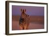 Female Zebra in Early Morning Light-Paul Souders-Framed Photographic Print