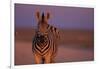 Female Zebra in Early Morning Light-Paul Souders-Framed Photographic Print