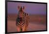 Female Zebra in Early Morning Light-Paul Souders-Framed Photographic Print