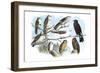 Femerol and Richardson's Falcons, Isabella Hawk, Acadian Owl-Theodore Jasper-Framed Art Print