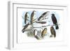 Femerol and Richardson's Falcons, Isabella Hawk, Acadian Owl-Theodore Jasper-Framed Art Print