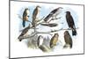 Femerol and Richardson's Falcons, Isabella Hawk, Acadian Owl-Theodore Jasper-Mounted Art Print