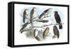 Femerol and Richardson's Falcons, Isabella Hawk, Acadian Owl-Theodore Jasper-Framed Stretched Canvas