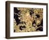 Femme à la marguerite-Alphonse Mucha-Framed Giclee Print
