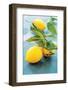 Femminello Lemon of Gargano Igp-null-Framed Photographic Print