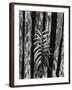 Fence and Plant, 1951-Brett Weston-Framed Premium Photographic Print