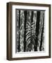 Fence and Plant, 1951-Brett Weston-Framed Photographic Print