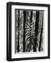 Fence and Plant, 1951-Brett Weston-Framed Photographic Print