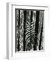 Fence and Plant, 1951-Brett Weston-Framed Photographic Print