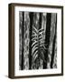 Fence and Plant, 1951-Brett Weston-Framed Photographic Print