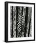 Fence and Plant, 1951-Brett Weston-Framed Photographic Print