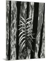 Fence and Plant, 1951-Brett Weston-Mounted Photographic Print