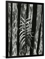 Fence and Plant, 1951-Brett Weston-Framed Photographic Print