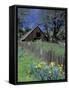 Fence, Barn and Daffodils, Northern California, USA-Darrell Gulin-Framed Stretched Canvas