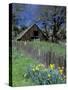 Fence, Barn and Daffodils, Northern California, USA-Darrell Gulin-Stretched Canvas