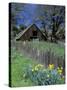 Fence, Barn and Daffodils, Northern California, USA-Darrell Gulin-Stretched Canvas