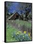 Fence, Barn and Daffodils, Northern California, USA-Darrell Gulin-Framed Stretched Canvas