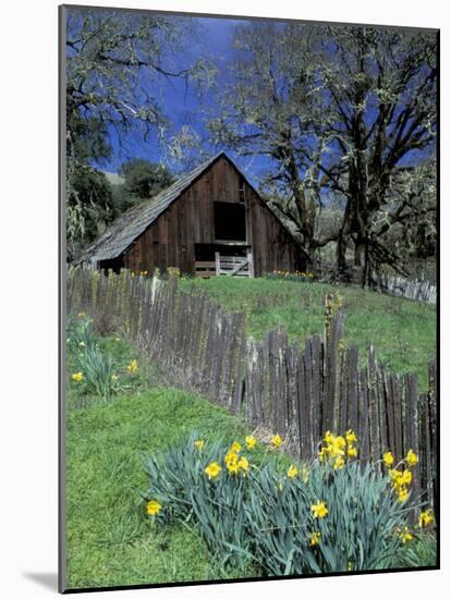 Fence, Barn and Daffodils, Northern California, USA-Darrell Gulin-Mounted Photographic Print