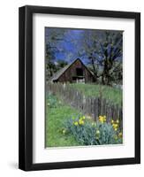 Fence, Barn and Daffodils, Northern California, USA-Darrell Gulin-Framed Photographic Print