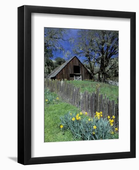 Fence, Barn and Daffodils, Northern California, USA-Darrell Gulin-Framed Photographic Print