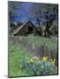 Fence, Barn and Daffodils, Northern California, USA-Darrell Gulin-Mounted Photographic Print