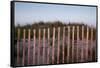 Fence in Sand Dunes, Cape Cod, Massachusetts-Paul Souders-Framed Stretched Canvas