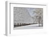 Fence line and fresh snow with trees covered in snow.-Darrell Gulin-Framed Photographic Print