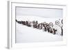 Fence Made of Old Iron Wheels on Snow-Terry Eggers-Framed Photographic Print